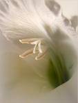 Gladiola