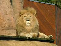 Król zwierząt - Colchester ZOO