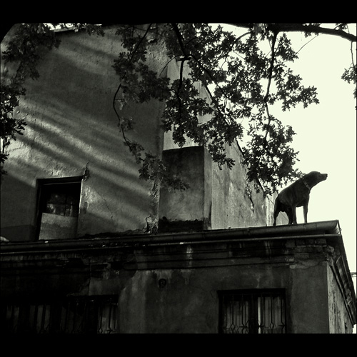 ROOF TOP DOG