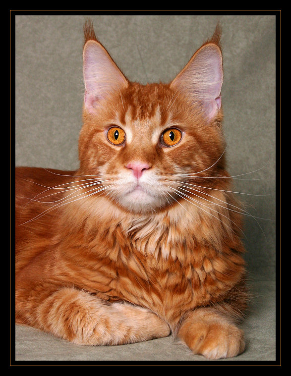 Pan Maine Coon