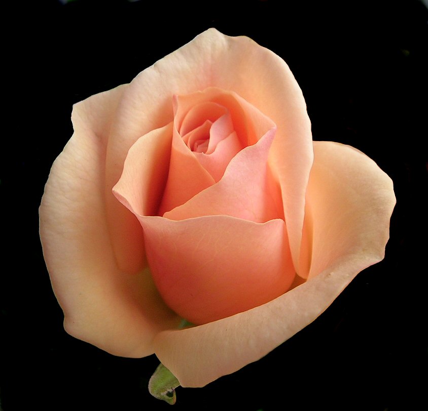 \\\\\\\\\\\\\\\'różyczka\\\\\\\\\\\\\\\'