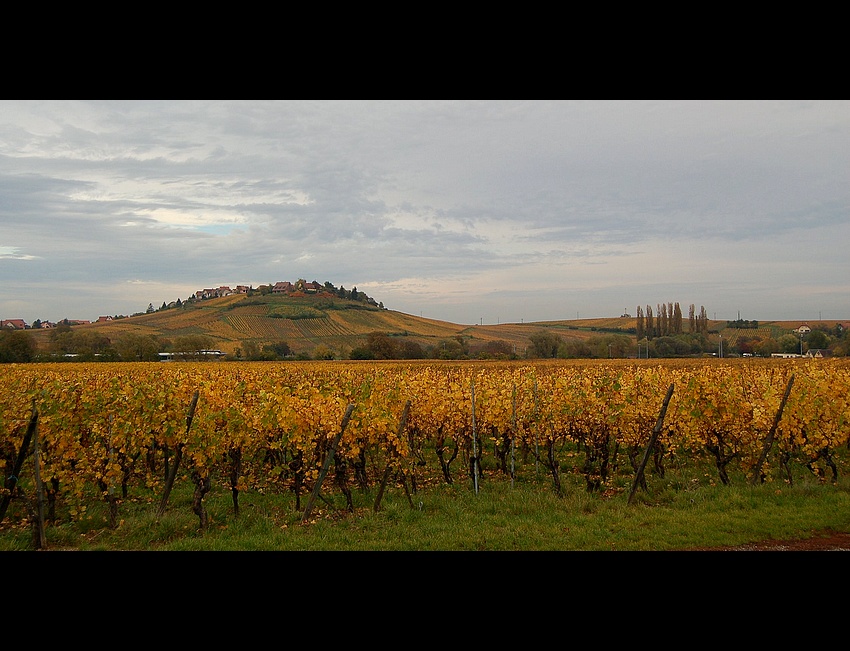 z kieliszkiem Pinot Gris...