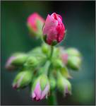 Pelargonia
