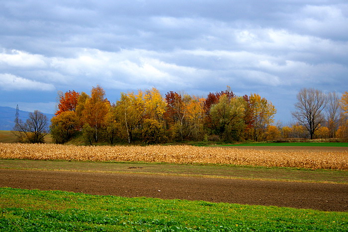 landszafcik