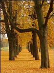 Golden Way