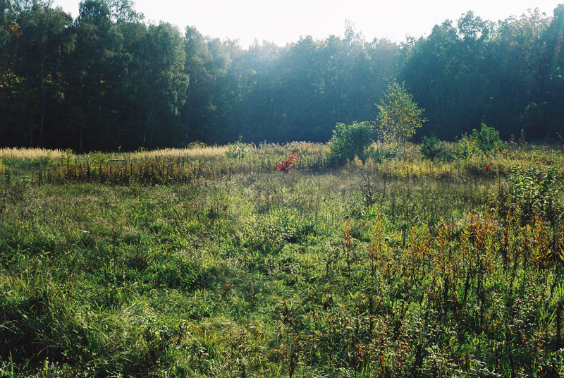 opaleń