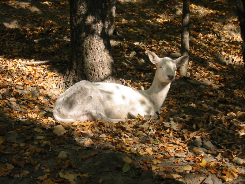 leśny park niespodzianek