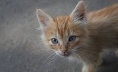 Miauuuu.....