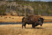 Bison bison