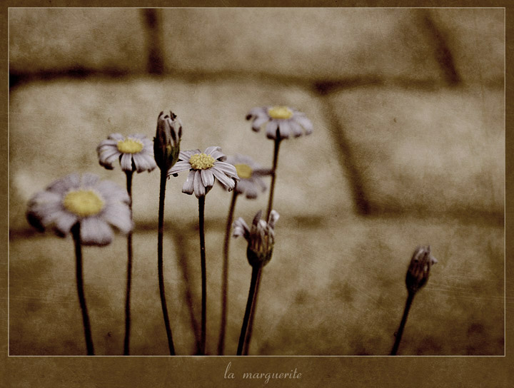la marguerite