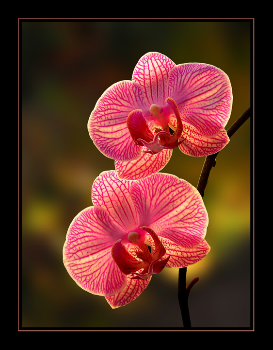 Botaniczna arystokracja
