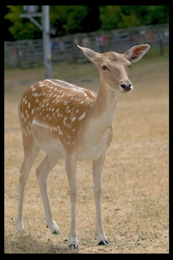 damulka
