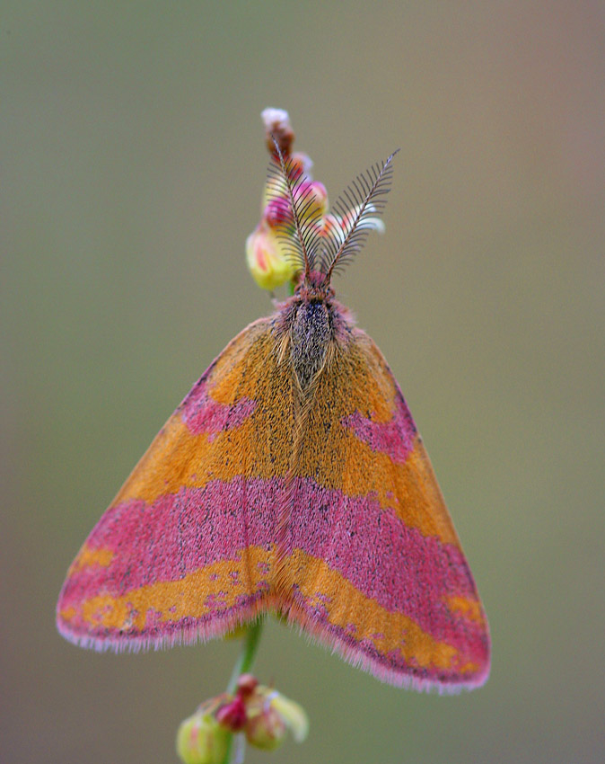 Lythria Cruentaria