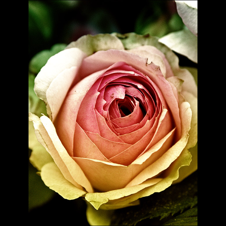 Autumn Wind Rose