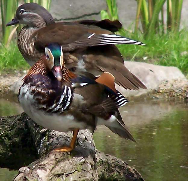 kaczuszki