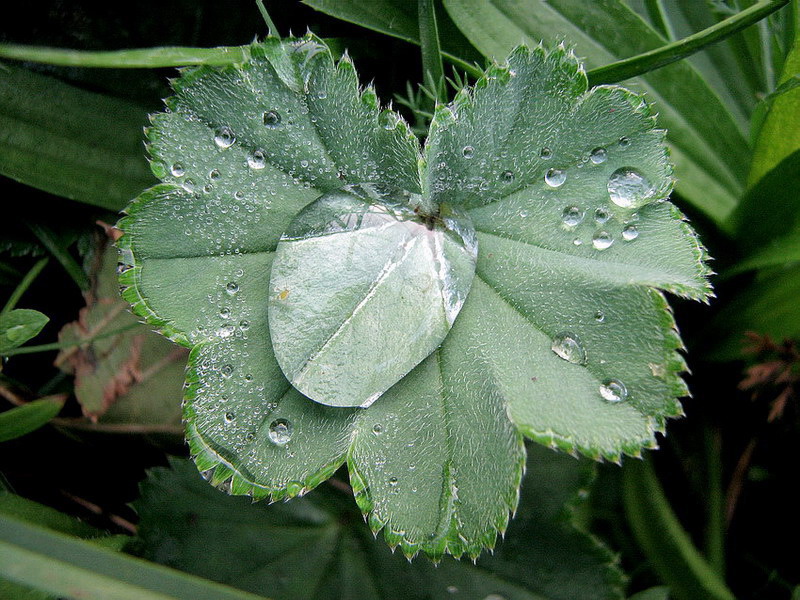 Kropla