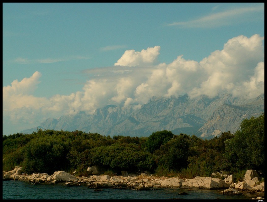Dziki01