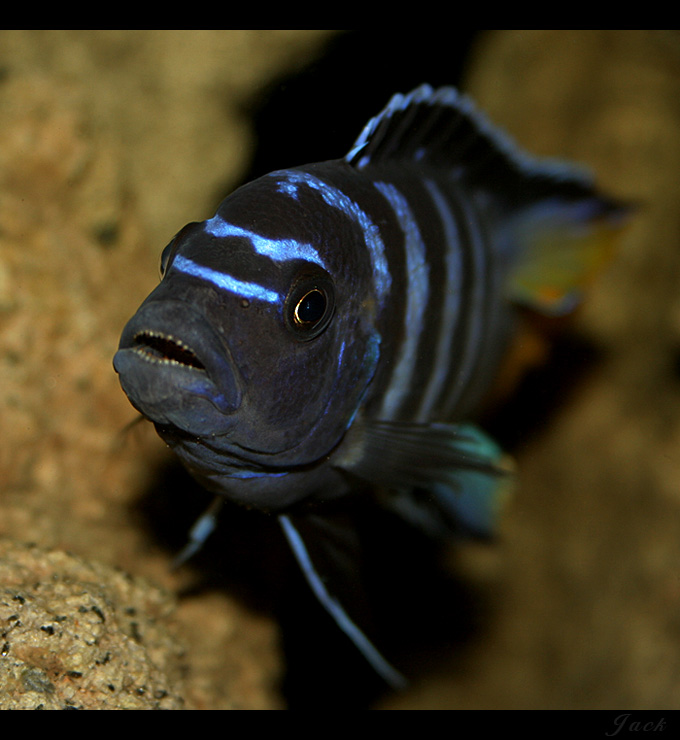 P. elongatus mphanga