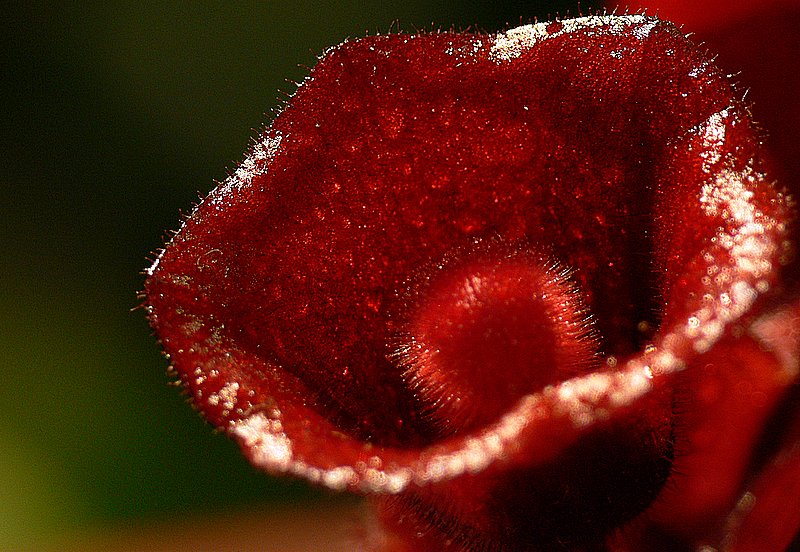 Aeschynantus..
