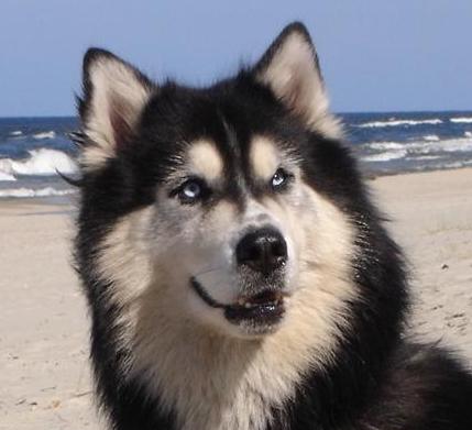 Shrek - Husky