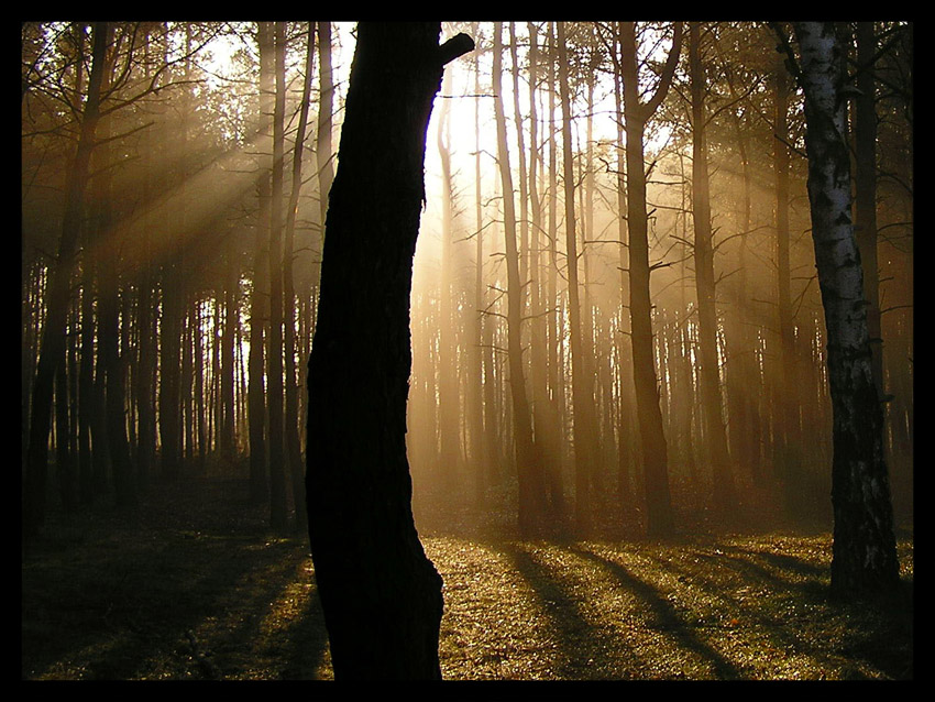 pan-pawel