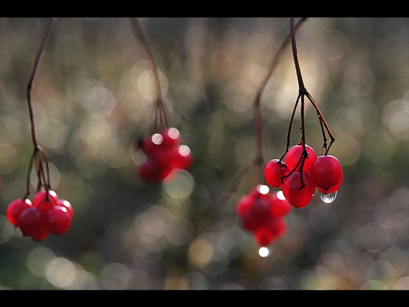 reds