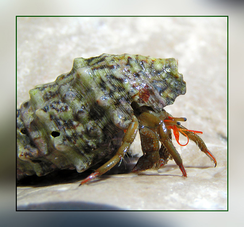 krab pustelnik