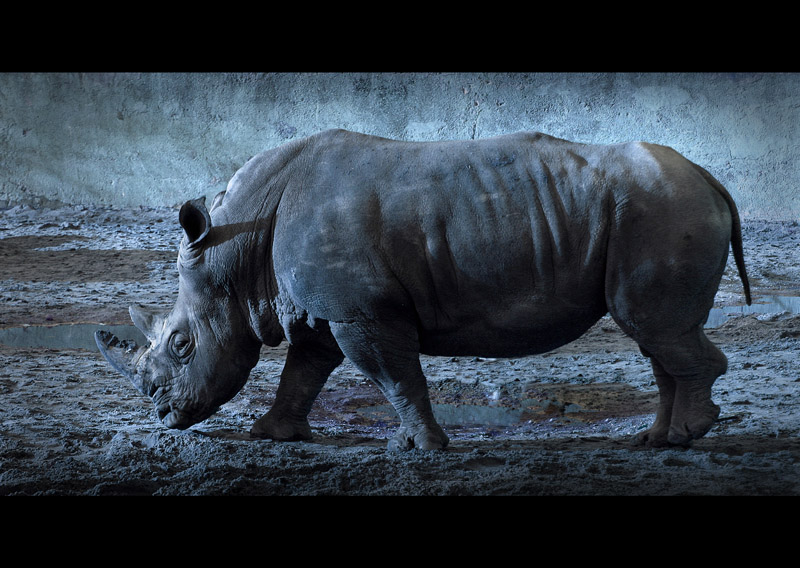 rhino