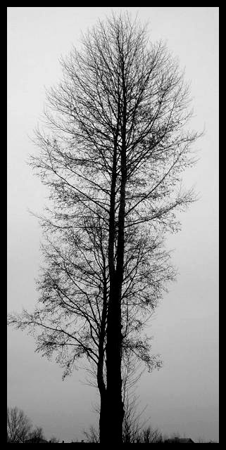 (popsrostu) drzewo