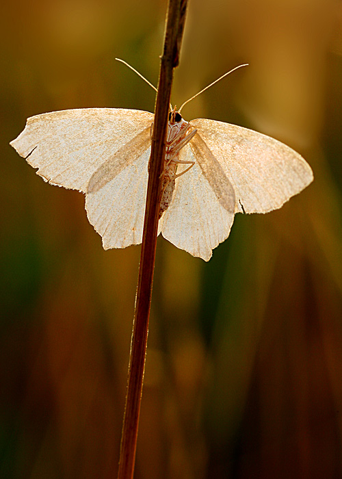 Aniołek