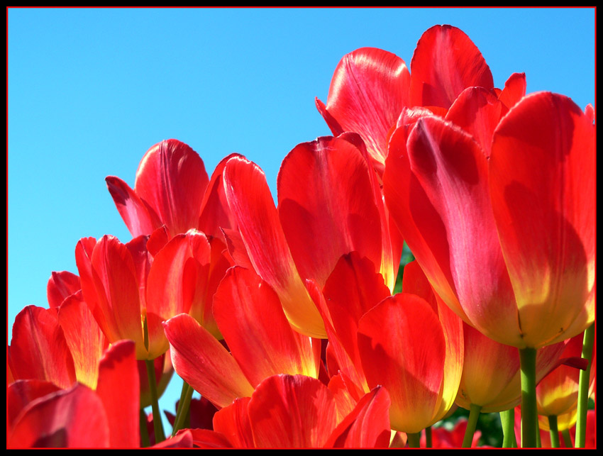Tulipany