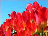 Tulipany