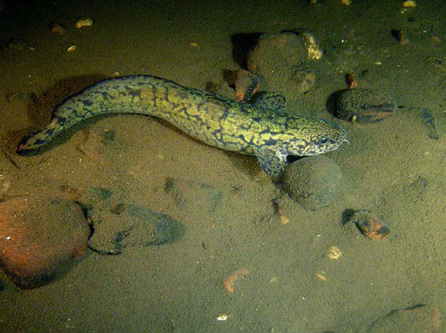 Miętus IV
