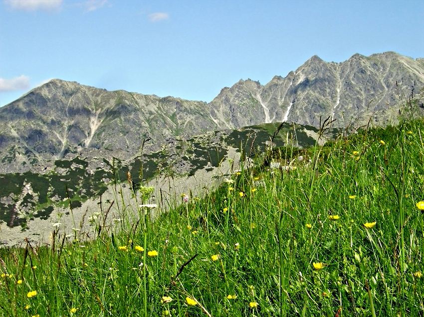 mintaj