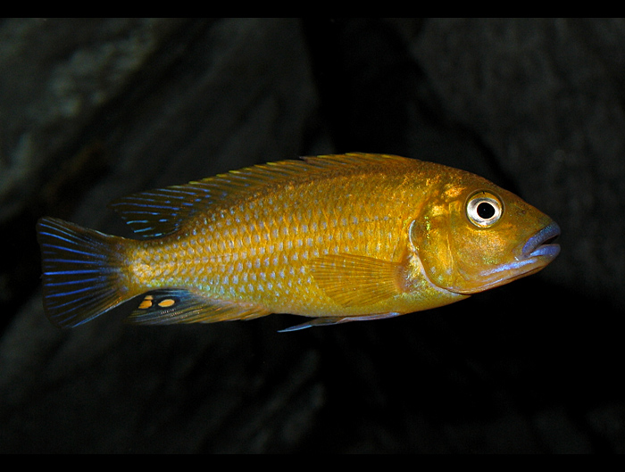 P. williamsi