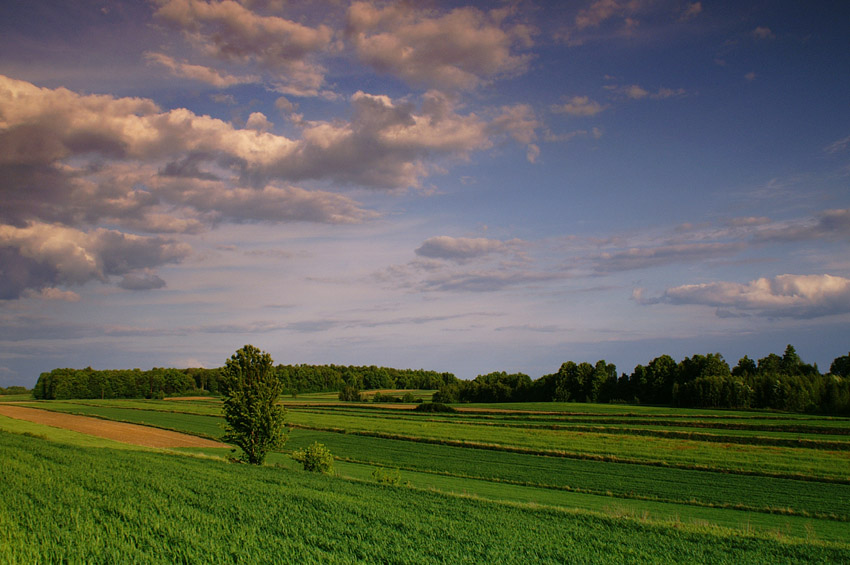 Nałęczowskie pola