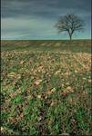 Tree of Paradise