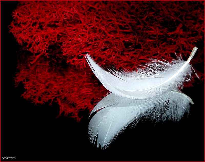 animri