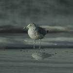 the bird