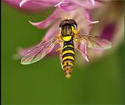 Bzz