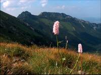 rdest wężownik