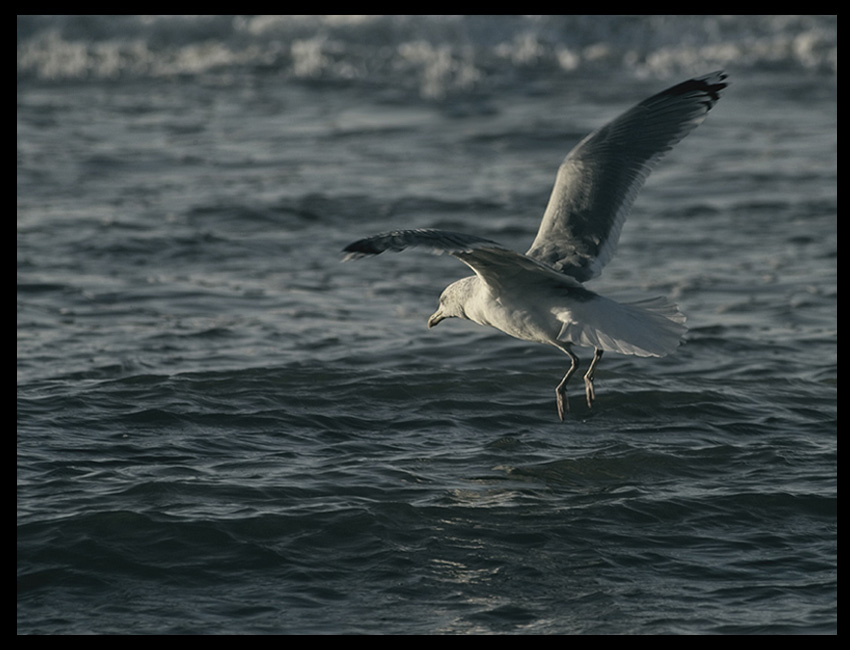 The bird II