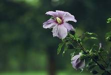 Hibiscus