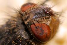 Big Eye