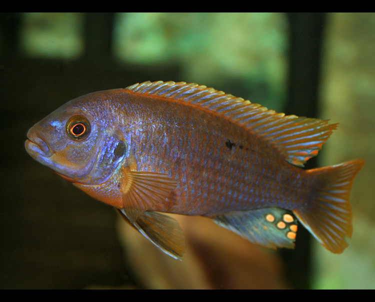 Iodotropheus sprengerae