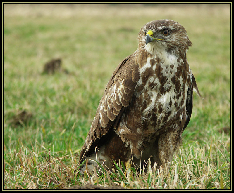 Myszołów zwyczajny (Buteo buteo)