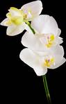 Phalaenopsis