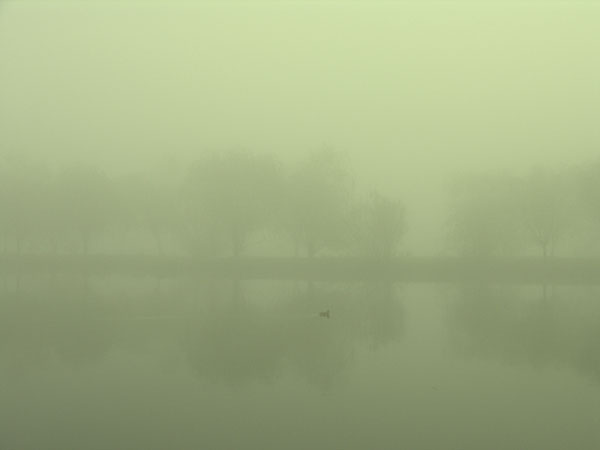 Duck in the fog