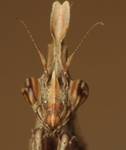 Empusa fasciata