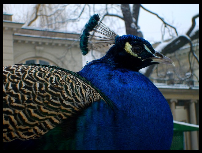 Profil poszukiwanego